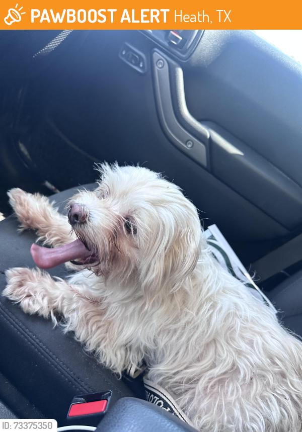Found/Stray Female Dog last seen Heath Tx, Heath, TX 75032