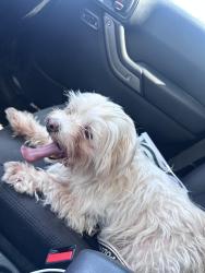 Found/Stray Female Dog last seen Heath Tx, Heath, TX 75032