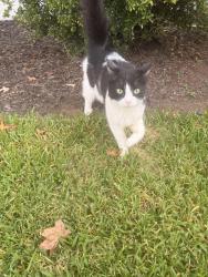 Found/Stray Female Cat last seen Behind Lowe’s, Greenville, SC 29609