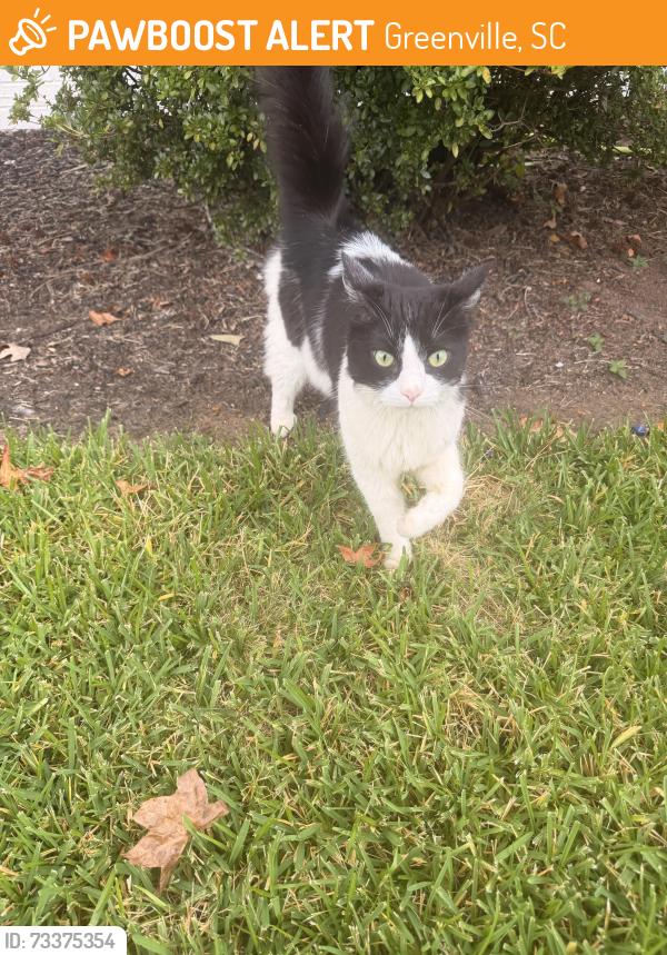 Found/Stray Female Cat last seen Behind Lowe’s, Greenville, SC 29609