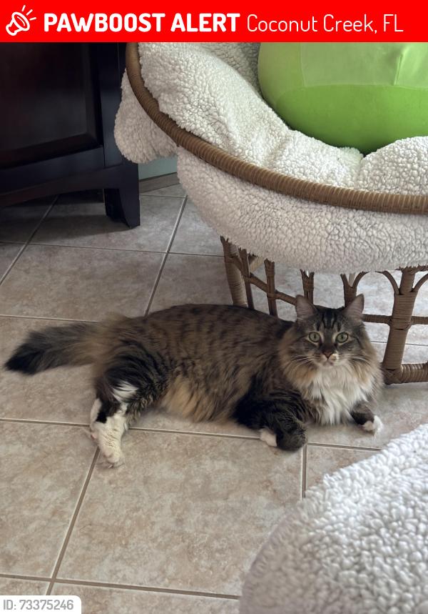 Lost Female Cat last seen Banyan trails and sables pine park, Coconut Creek, FL 33073
