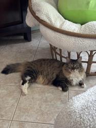 Lost Female Cat last seen Banyan trails and sables pine park, Coconut Creek, FL 33073