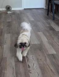 Reunited Female Dog last seen Near S Magnolia, Plainfield, IL 60544