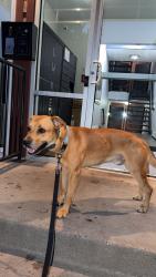 Lost Male Dog last seen Near hazelwood street, Saint Paul, MN 55106