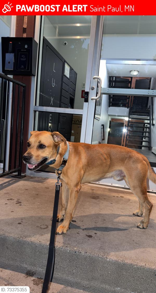Lost Male Dog last seen Near hazelwood street, Saint Paul, MN 55106