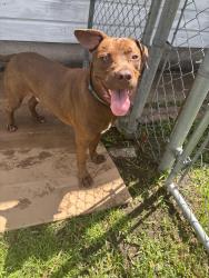 Found/Stray Male Dog last seen Regina lane and Belvedere, Regina Howell elementary school, Beaumont, TX 77706