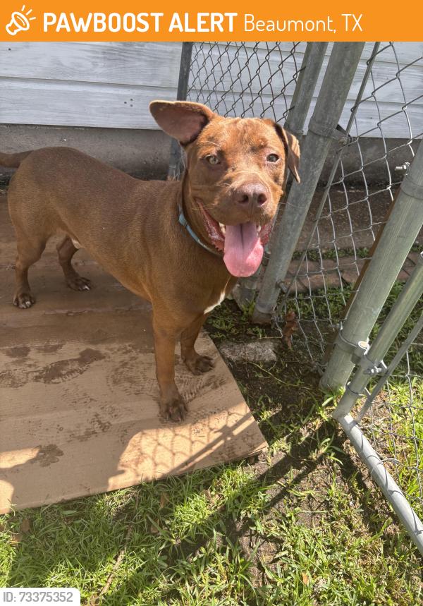 Found/Stray Male Dog last seen Regina lane and Belvedere, Regina Howell elementary school, Beaumont, TX 77706