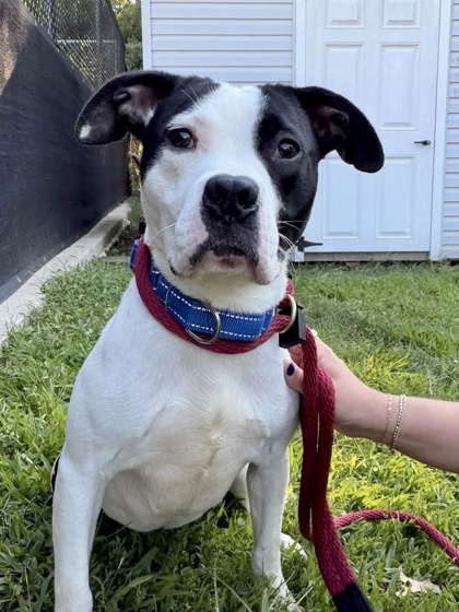 Shelter Stray Female Dog last seen Near N Ellamont st, 21229, MD, 2490 Giles Rd, Baltimore, MD 21225, USA