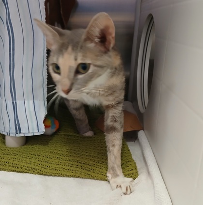 Shelter Stray Female Cat last seen Near 8TH STREET, Brooklyn Park, MD 21225, 21225, MD, 2490 Giles Rd, Baltimore, MD 21225, USA