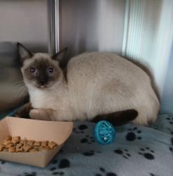 Shelter Stray Male Cat last seen Near Spelman rd, 21225, MD, 2490 Giles Rd, Baltimore, MD 21225, USA