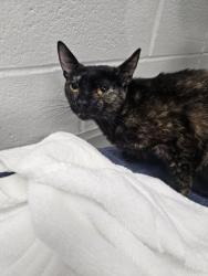 Shelter Stray Female Cat last seen Near Oakford Ave, Baltimore, MD 21215, 21215, MD, 2490 Giles Rd, Baltimore, MD 21225, USA