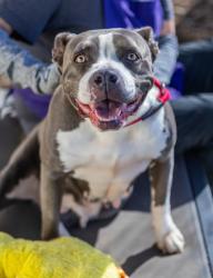 Shelter Stray Female Dog last seen Glenwood Rd and Candler Rd 30032, 30032, GA, 3280 Chamblee Dunwoody Rd, Chamblee, GA 30341, USA