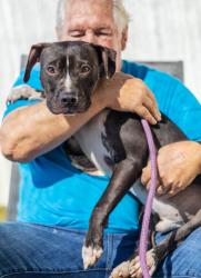Shelter Stray Male Dog last seen , , GA, 3280 Chamblee Dunwoody Rd, Chamblee, GA 30341, USA