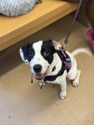 Shelter Stray Female Dog last seen Near Trent Walk Dr Lithonia, GA 30038, 30038, GA, 3280 Chamblee Dunwoody Rd, Chamblee, GA 30341, USA