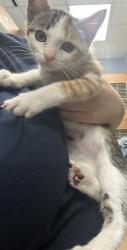 Shelter Stray Female Cat last seen unknown loc dekalb county, 30341, GA, 3280 Chamblee Dunwoody Rd, Chamblee, GA 30341, USA