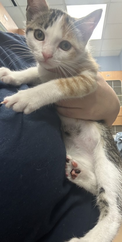 Shelter Stray Female Cat last seen unknown loc dekalb county, 30341, GA, 3280 Chamblee Dunwoody Rd, Chamblee, GA 30341, USA