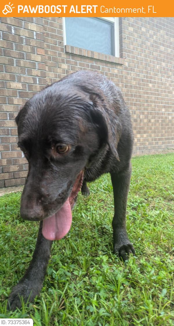 Found/Stray Male Dog last seen Creekwood drive, Cantonment, FL 32533