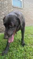 Found/Stray Male Dog last seen Creekwood drive, Cantonment, FL 32533