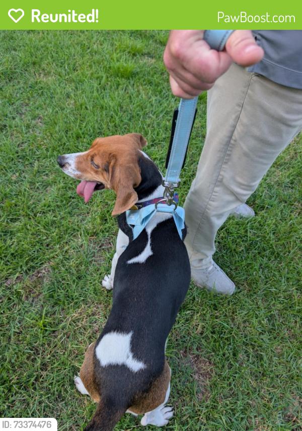 Reunited Female Dog last seen Ramsey and Maready, Half Moon, NC 28546