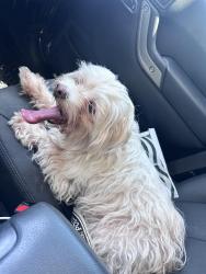 Found/Stray Female Dog last seen Heath Tx, Heath, TX 75032