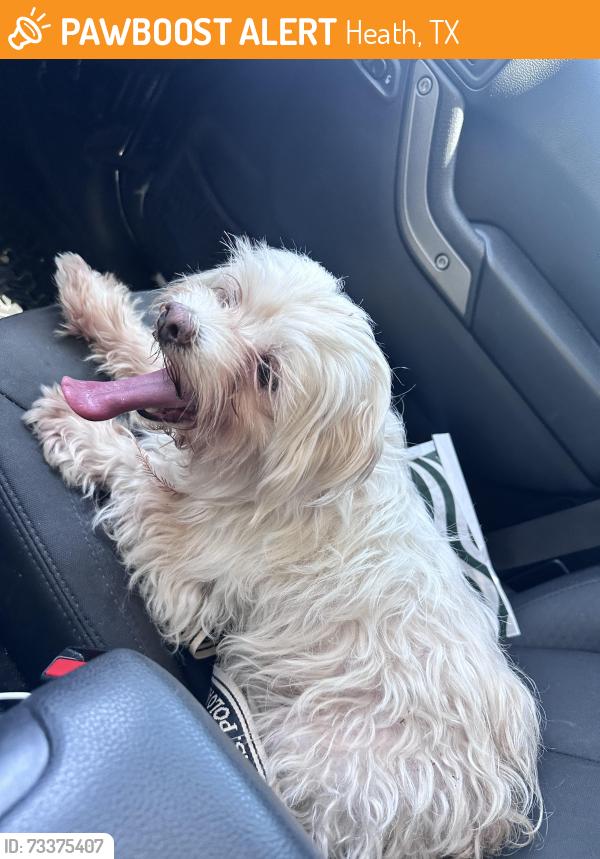 Found/Stray Female Dog last seen Heath Tx, Heath, TX 75032