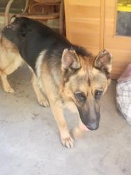 Found/Stray Male Dog last seen Osborne, Los Angeles, CA 91342