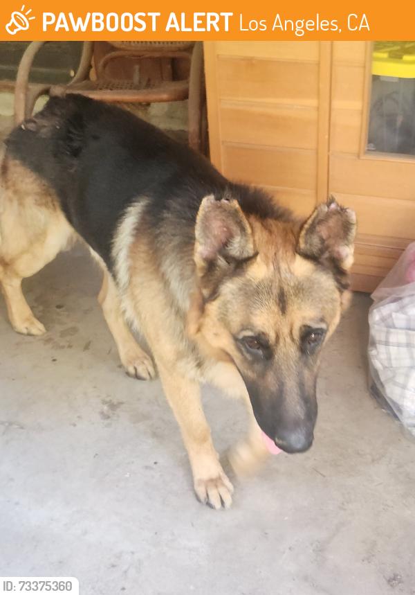 Found/Stray Male Dog last seen Osborne, Los Angeles, CA 91342