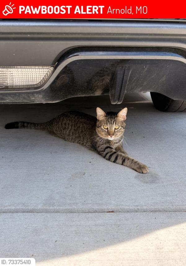 Lost Male Cat last seen Miller rd, Arnold, MO 63010