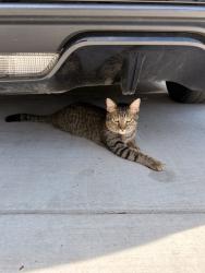 Lost Male Cat last seen Miller rd, Arnold, MO 63010