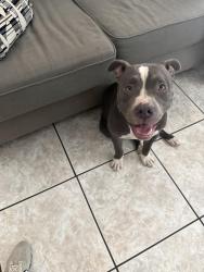 Reunited Male Dog last seen White oak bend neighborhood, Houston, TX 77065