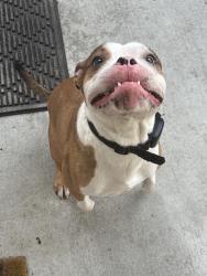 Lost Male Dog last seen 105th St N, Seattle, WA 98133