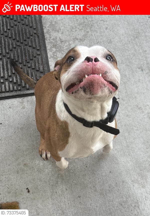 Lost Male Dog last seen 105th St N, Seattle, WA 98133