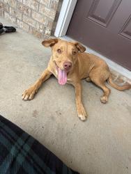 Found/Stray Male Dog last seen Davenport Station, Murfreesboro, TN 37129