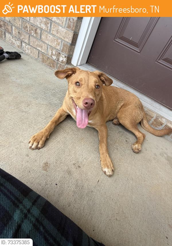 Found/Stray Male Dog last seen Davenport Station, Murfreesboro, TN 37129
