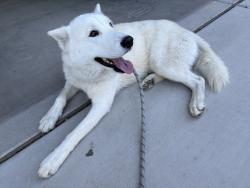 Found/Stray Male Dog last seen Glendale and Dysart Rd., Glendale, AZ 85307