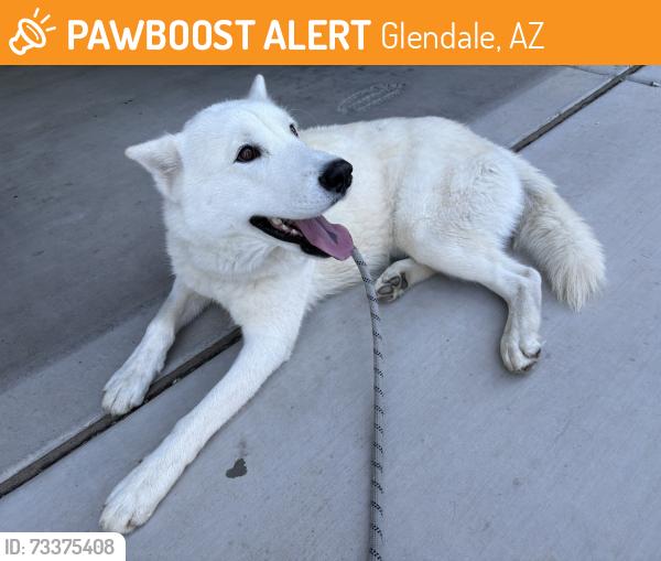 Found/Stray Male Dog last seen Glendale and Dysart Rd., Glendale, AZ 85307