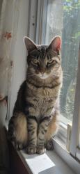 Reunited Female Cat last seen Near rockville medical center, North Bethesda, MD 20852