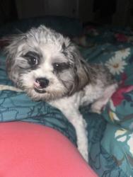 Lost Male Dog last seen Trail lake, Fort Worth, TX 76133