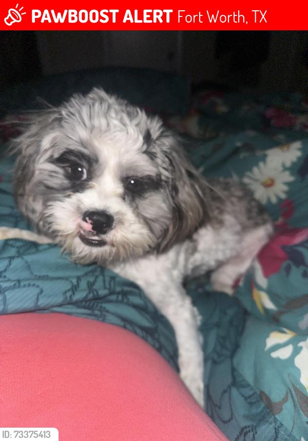 Lost Male Dog last seen Trail lake, Fort Worth, TX 76133