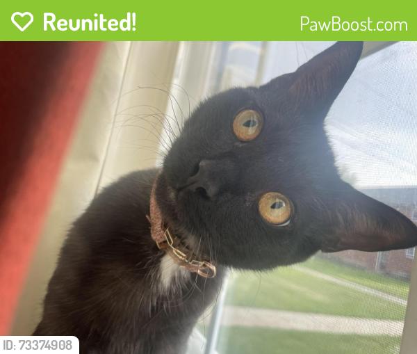 Reunited Male Cat last seen Maple ct, buffalo, ny, Amherst, NY 14226