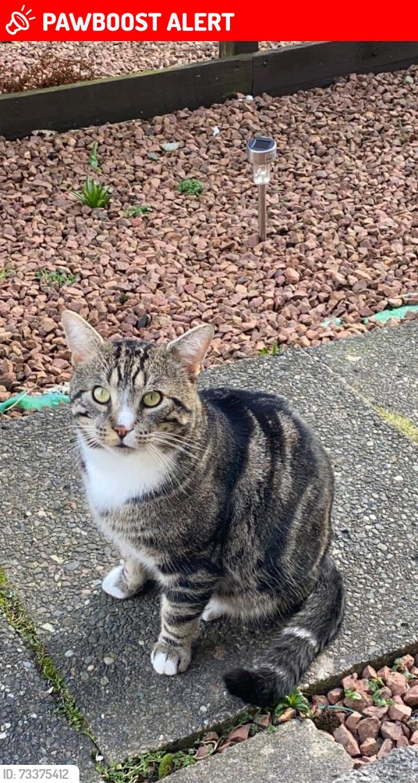 Lost Male Cat last seen Asda, Rutherglen, Scotland G44 4NF