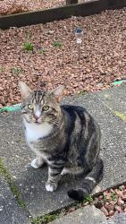 Lost Male Cat last seen Asda, Rutherglen, Scotland G44 4NF