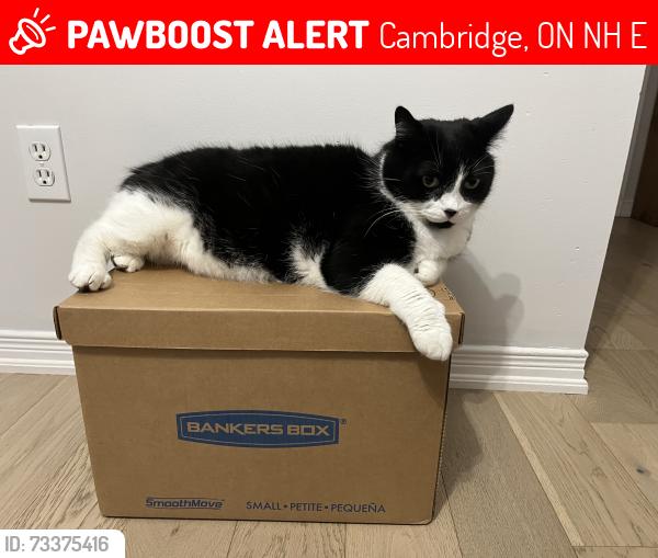 Lost Male Cat last seen Eagle and Conceasion, Cambridge, ON N3H 4E1