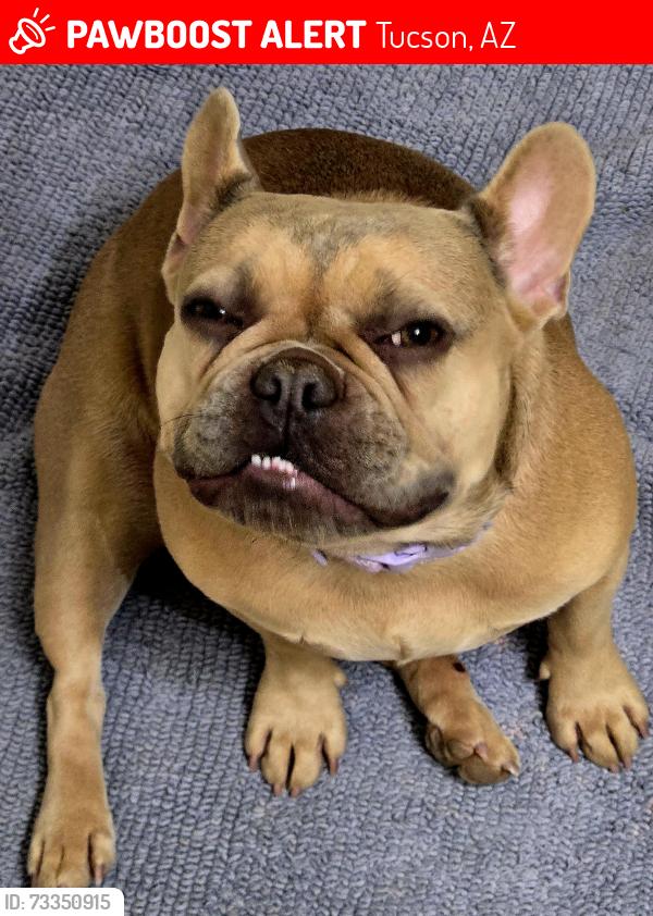 Lost Female Dog last seen Park mall area wilmot to craycroft, Tucson, AZ 85711