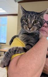 Shelter Stray Male Cat last seen upton estates park, VIRGINIA BEACH, VA, 23454, 341 S Birdneck Rd, Virginia Beach, VA 23451, USA