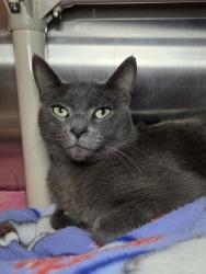 Shelter Stray Male Cat last seen Near Sudlersville S, LAUREL, MD, 20724, 411 Maxwell Frye Rd, Millersville, MD 21108, USA