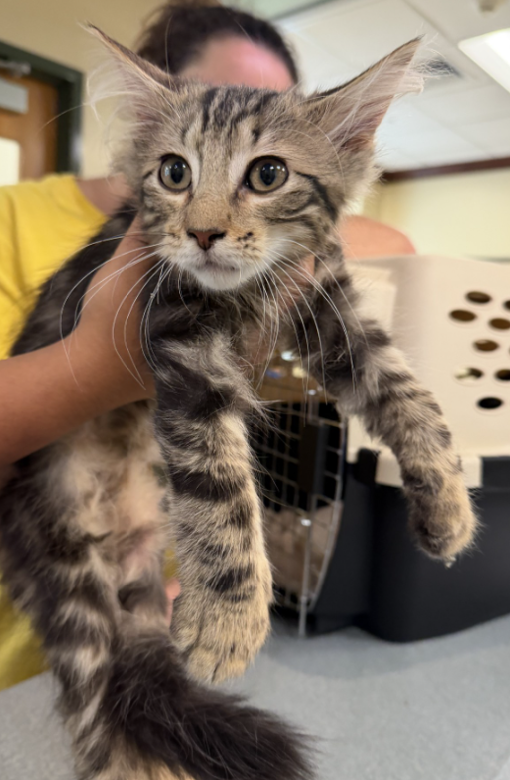 Shelter Stray Male Cat last seen upton estates park, VIRGINIA BEACH, VA, 23454, 341 S Birdneck Rd, Virginia Beach, VA 23451, USA