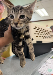 Shelter Stray Female Cat last seen upton estates park, VIRGINIA BEACH, VA, 23454, 341 S Birdneck Rd, Virginia Beach, VA 23451, USA