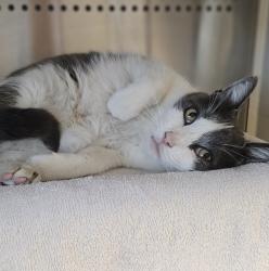 Shelter Stray Male Cat last seen Near Dillo Street, SAN LEANDRO, CA, 94578, 8323 Baldwin St, Oakland, CA 94621, USA