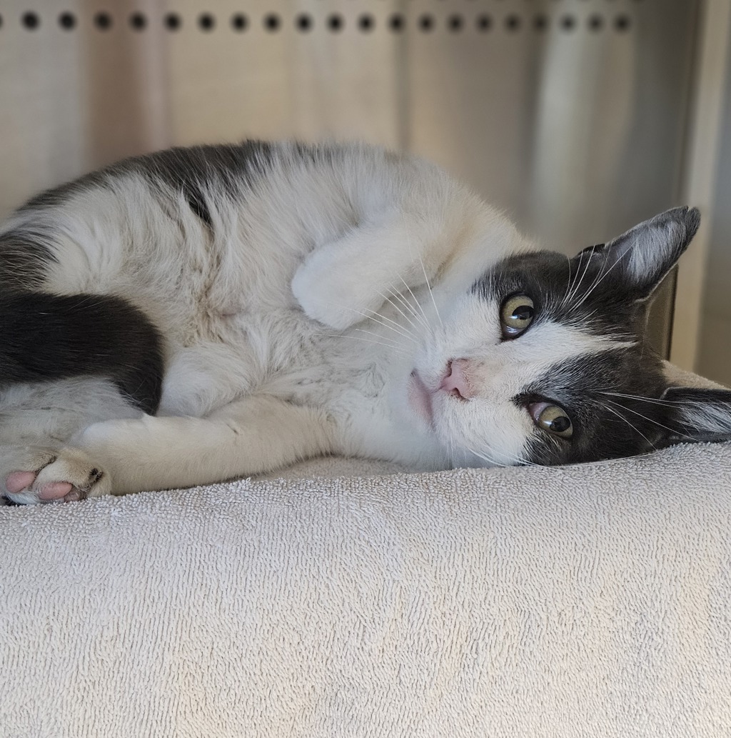 Shelter Stray Male Cat last seen Near Dillo Street, SAN LEANDRO, CA, 94578, 8323 Baldwin St, Oakland, CA 94621, USA